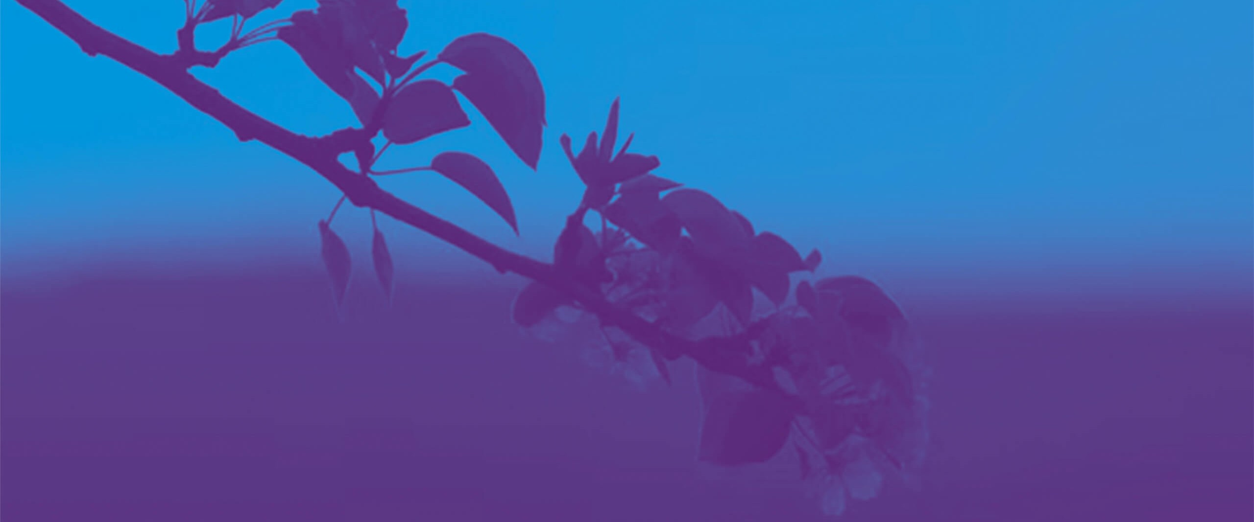 Ein Ast mit Blüten auf einem blau violetten Hintergrund.