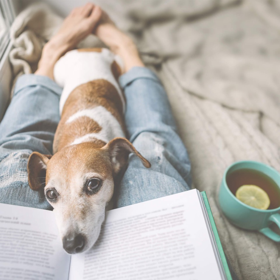 Ein kleiner Hund liegt auf den Beinen einer Person, die ein Buch liest, daneben steht eine Tasse Tee.